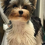 Moana participe au concours pour gagner de l'argent avec cette photo : animal, black, brown, curtains, cute, dog, ears, eyes, face, fluffy, fur, fur_texture, indoor, nose, pet, portrait, small_dog, standing, tablecloth, white