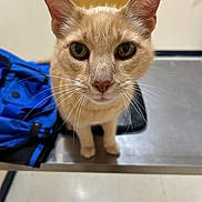 Charles joined the competition — help win amazing prizes! cat, orange_cat, animal, pet, whiskers, ears, table, backpack, indoor, floor, door, curious, closeup, feline, looking, mammal, domestic, face, eyes, standing