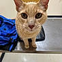 cat, orange_cat, animal, pet, whiskers, ears, table, backpack, indoor, floor, door, curious, closeup, feline, looking, mammal, domestic, face, eyes, standing