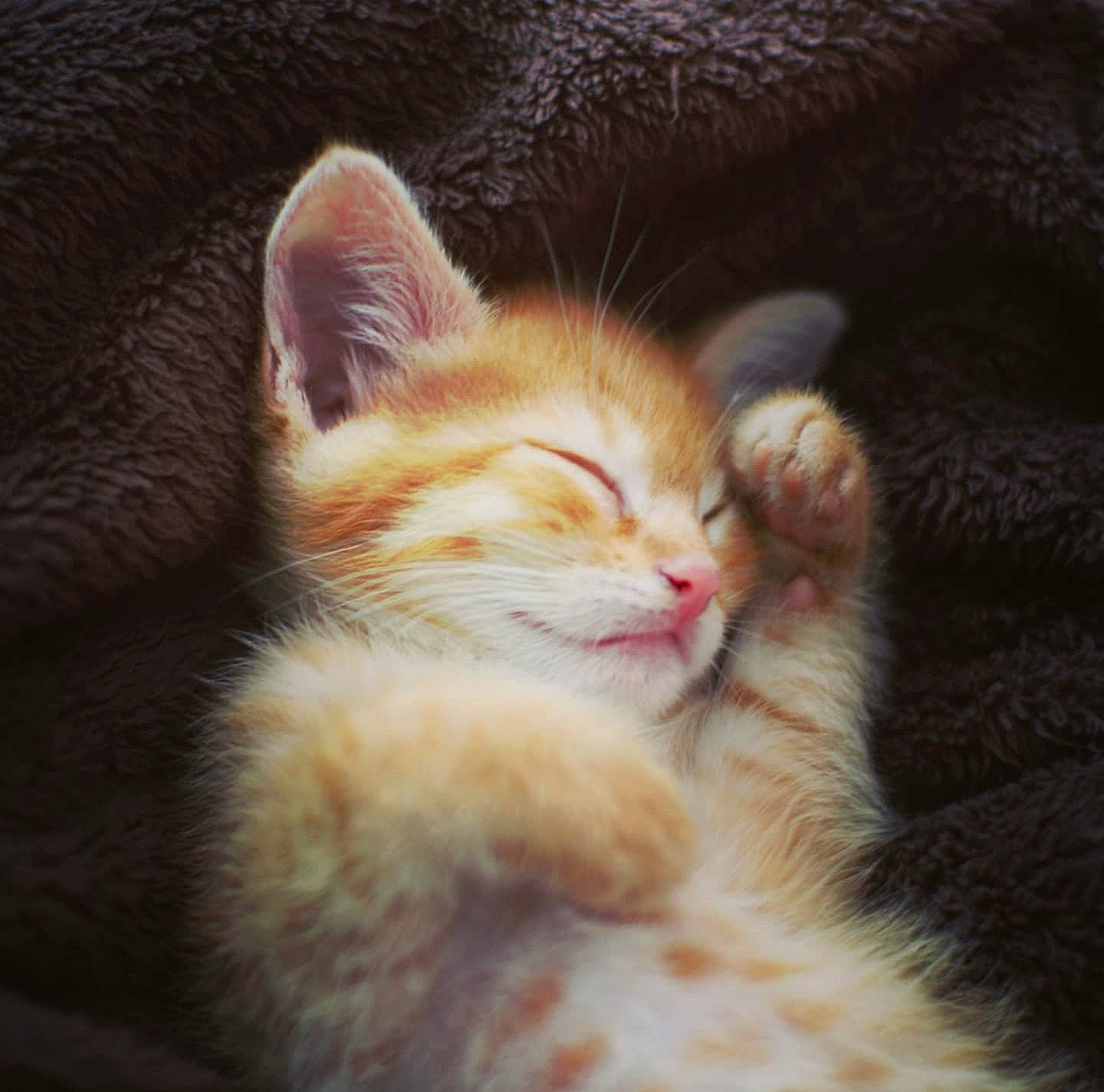 Dexter a rejoint le concours — aidez-le/la à gagner de superbes lots ! carnivore, cat, claw, comfort, domestic_short_haired_cat, ear, fawn, felidae, fur, nap, nose, paw, plant, small_to_medium_sized_cats, snout, tail, tree, whiskers, window, wood