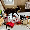 cat, clothing, container, craft_supplies, curious, decor, furniture, indoor, mannequin, mug, paper, pen_holder, red_box, ribbons, scissors, skylight, table, walking, window, wooden_floor