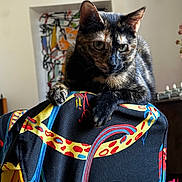 Chartreuse a rejoint le concours — aidez-le/la à gagner de superbes lots ! animal, artwork, background, cat, chair, closeup, colorful, decor, ear, fabric, furniture, home, indoor, pattern, paw, pet, portrait, relaxed, tortoiseshell_cat, whiskers