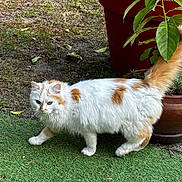 Champagne participe au concours pour gagner de l'argent avec cette photo : cat, animal, pet, outdoor, grass, plant, potted_plant, garden, fur, white, orange, tail, walking, nature, mammal, domestic_animal, cute, fluffy, leaf, green