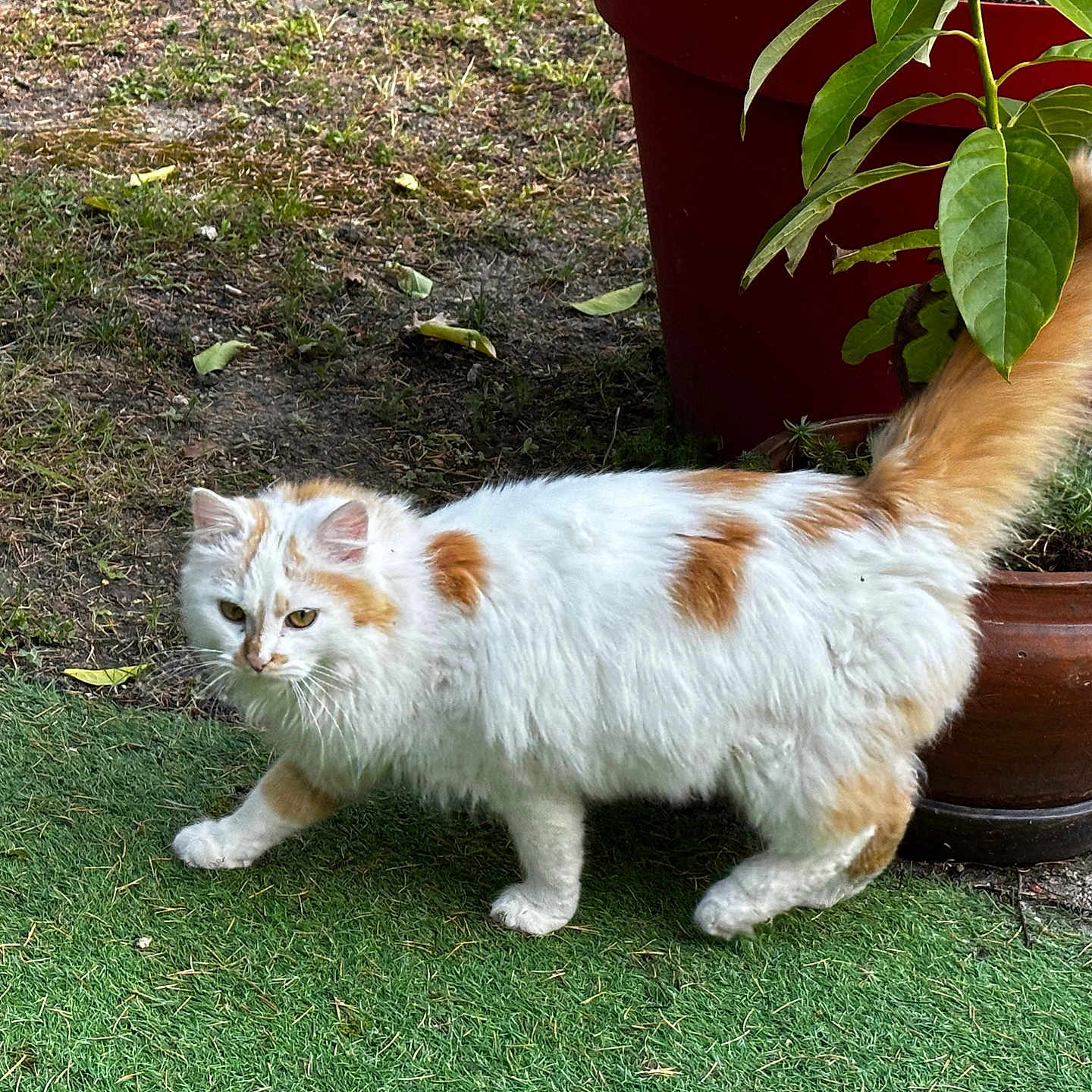 Champagne participe au concours pour gagner de l'argent avec cette photo : cat, animal, pet, outdoor, grass, plant, potted_plant, garden, fur, white, orange, tail, walking, nature, mammal, domestic_animal, cute, fluffy, leaf, green