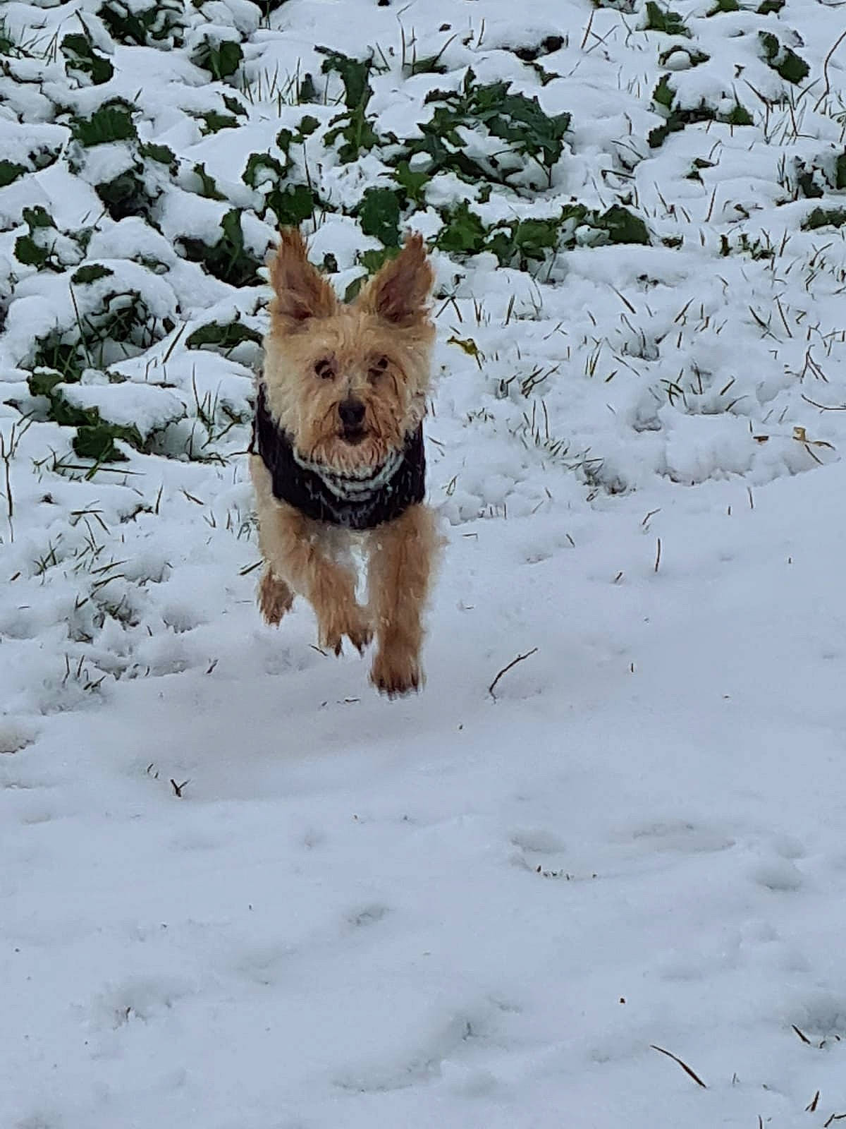 Diaz participe au concours pour gagner de l'argent avec cette photo : australian_terrier, cairn_terrier, canidae, carnivore, dog, dog_breed, dog_clothes, dog_supply, freezing, ice, mammal, organism, precipitation, small_terrier, snout, snow, sporting_group, terrier, vertebrate, winter