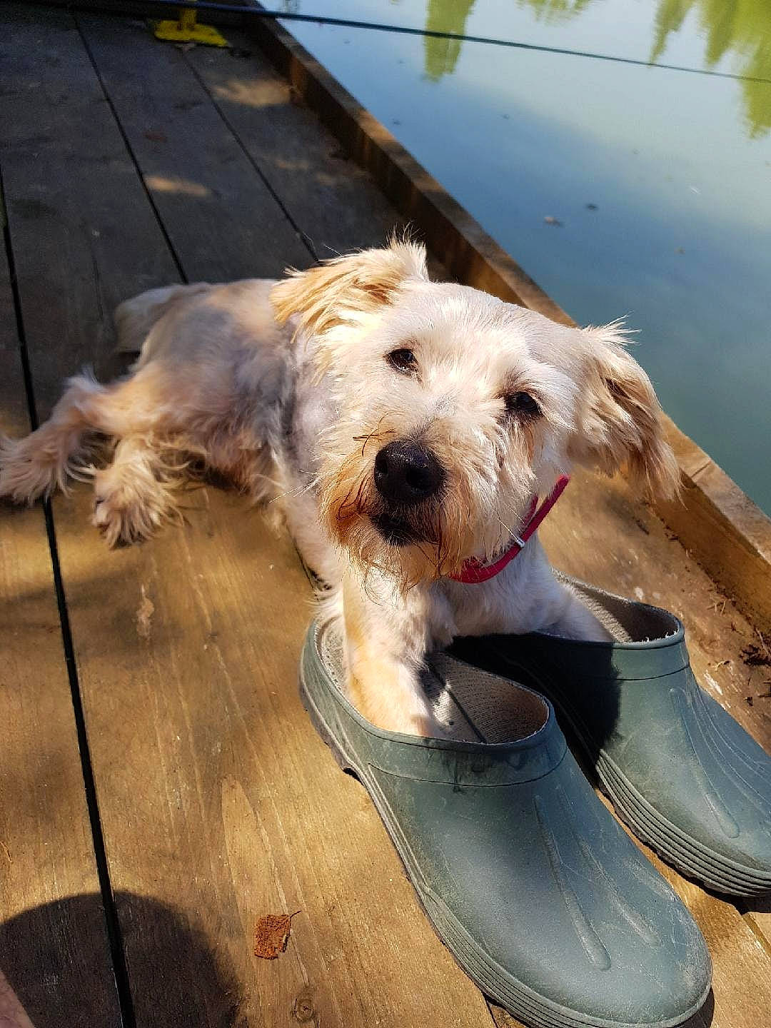 Diaz a rejoint le concours — aidez-le/la à gagner de superbes lots ! bosnian_coarse_haired_hound, briquet_griffon_vendeen, canidae, carnivore, companion_dog, dog, dog_breed, dutch_smoushond, glen_of_imaal_terrier, grand_basset_griffon_vendeen, irish_soft_coated_wheaten_terrier, irish_wolfhound, mammal, rare_breed_dog, sapsali, schnoodle, sporting_group, sporting_lucas_terrier, terrier, vertebrate