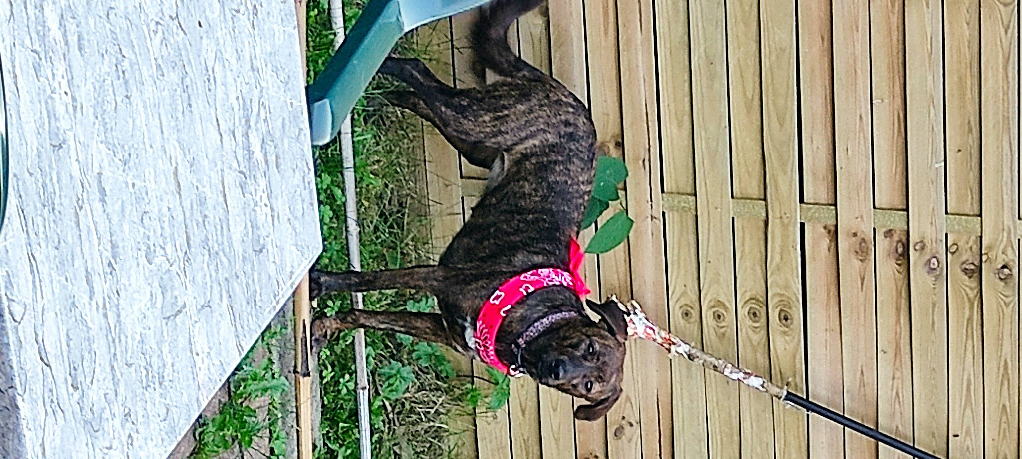 Piana Soeur De Orsi a rejoint le concours — aidez-le/la à gagner de superbes lots ! adventure, canidae, carnivore, collar, dog, dog_breed, dog_collar, dog_supply, fashion_accessory, fawn, leash, leisure, magenta, pattern, pet_supply, plant, recreation, sporting_group, tail, wood