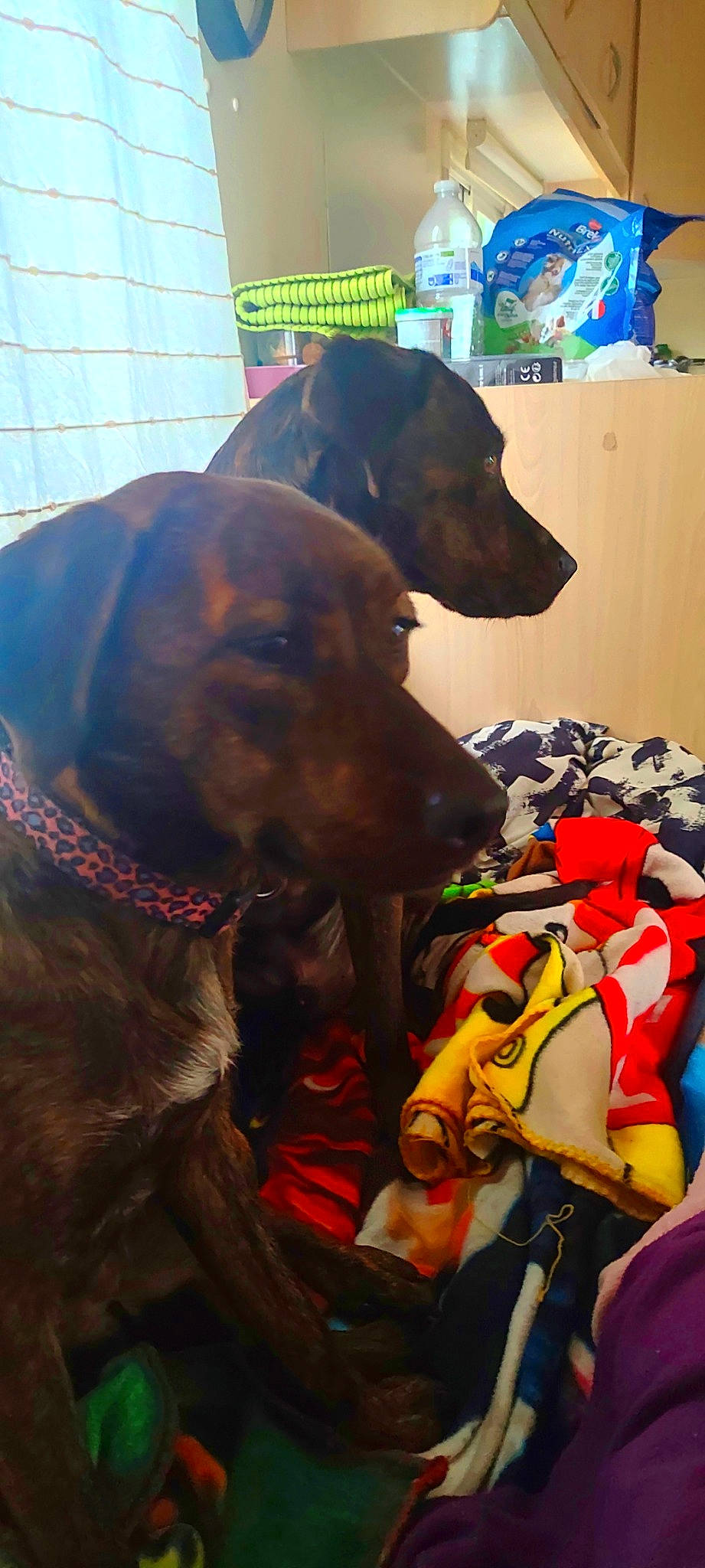 Piana Soeur De Orsi participe au concours pour gagner de l'argent avec cette photo : canidae, carnivore, collar, companion_dog, dog, dog_breed, dog_collar, dog_supply, fawn, fun, green, guard_dog, leash, liver, personal_protective_equipment, snout, sporting_group, vertebrate, working_animal, working_dog