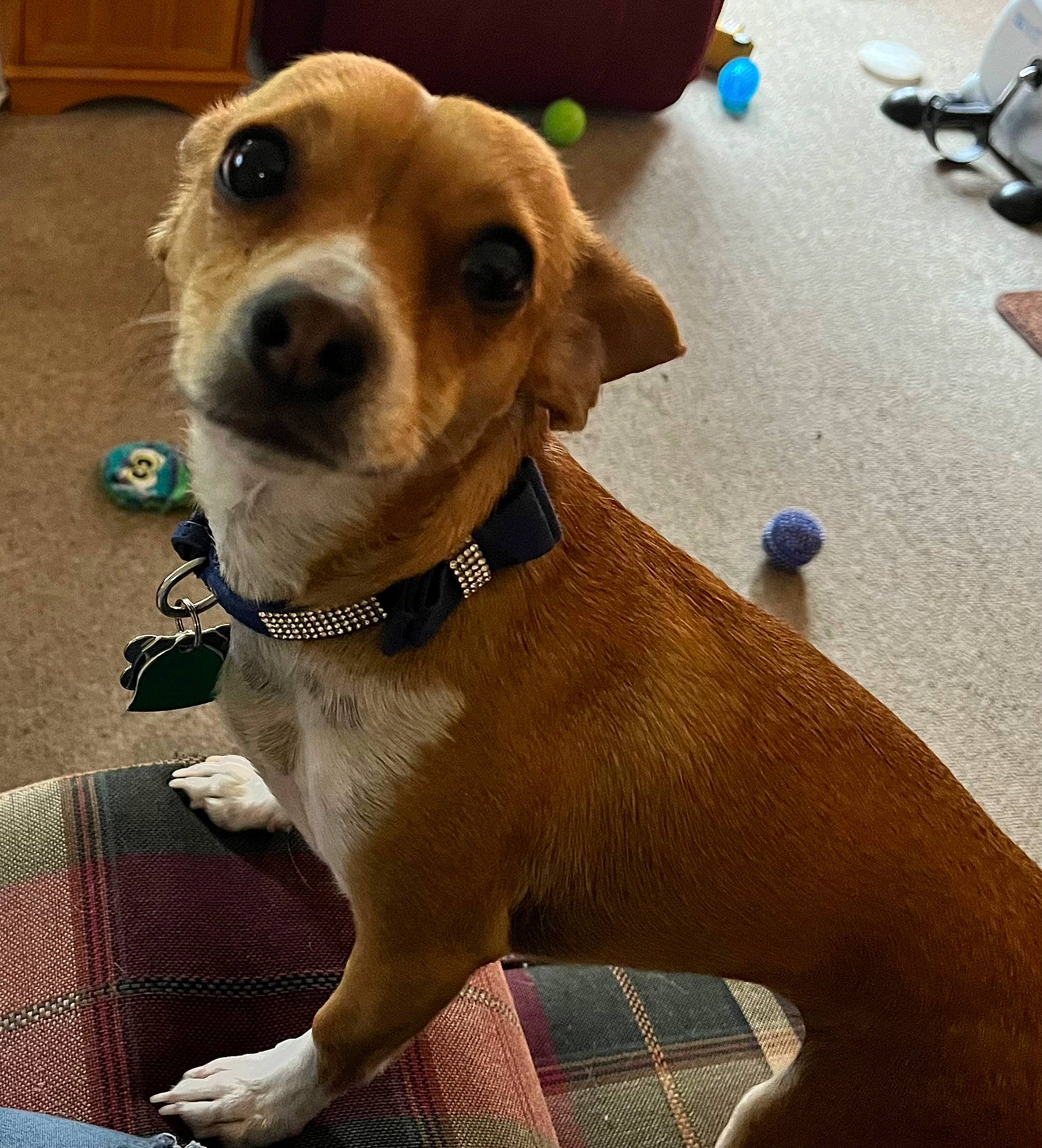 Phoebe joined the competition — help win amazing prizes! ancient_dog_breeds, canidae, carnivore, collar, companion_dog, dog, dog_breed, dog_collar, dog_supply, fawn, fur, leash, liver, non_sporting_group, pet_supply, snout, sporting_group, whiskers, working_animal