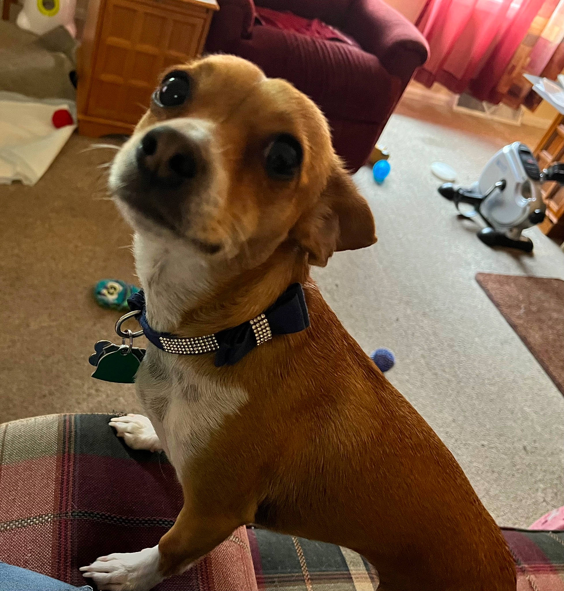 Phoebe is registered to the contest to win money with this photo: canidae, carnivore, chair, collar, companion_dog, dog, dog_breed, dog_collar, dog_supply, eyewear, fawn, flooring, fur, leash, liver, pet_supply, snout, sporting_group, whiskers, working_animal