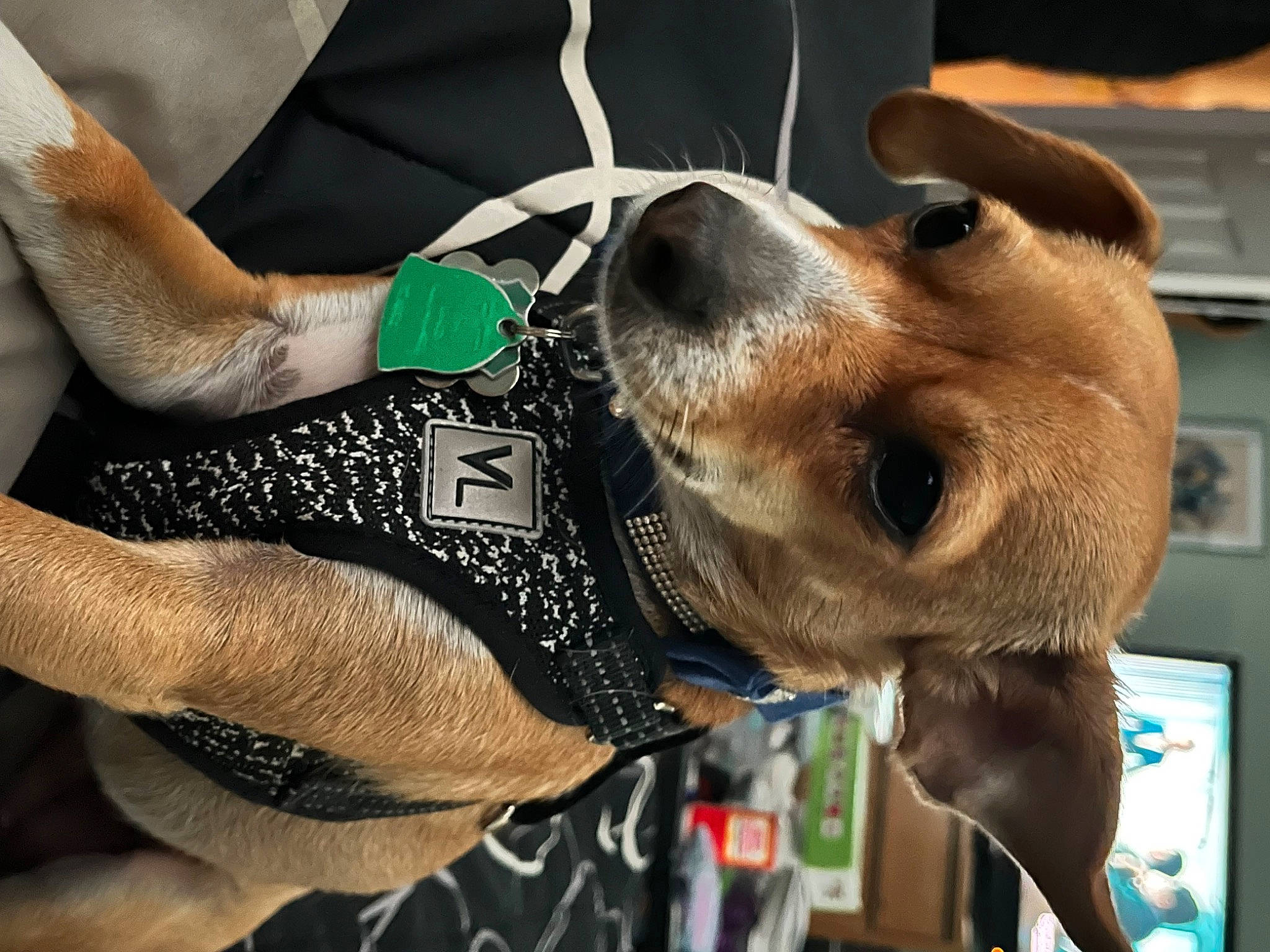Phoebe joined the competition — help win amazing prizes! audio_equipment, carnivore, collar, companion_dog, dog, dog_breed, dog_collar, ear, elbow, eyewear, fashion_accessory, fawn, fur, gesture, nail, personal_protective_equipment, snout, sunglasses, working_animal, wrist