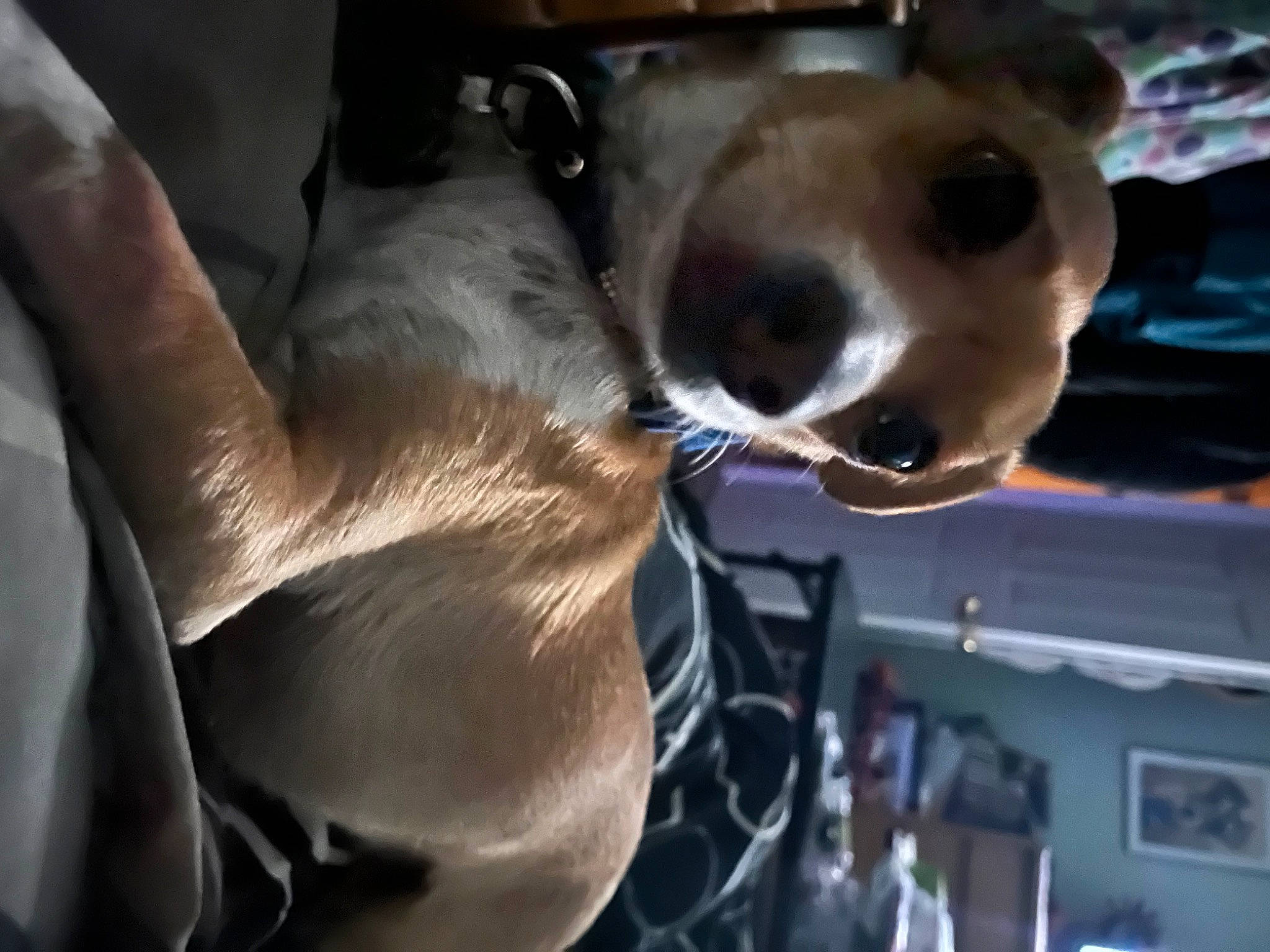 Phoebe is registered to the contest to win money with this photo: carnivore, companion_dog, dog, dog_breed, ear, elbow, eyewear, fur, gesture, human_leg, jaw, machine, personal_protective_equipment, safety_glove, selfie, service, snout, whiskers, working_animal, wrist