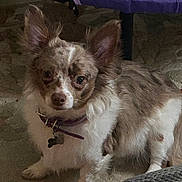 Galileo is registered to the contest to win money with this photo: animal, brown_and_white, carpet, collar, companion, curious, cute, dog, dog_tag, domestic_animal, ears_up, fluffy, fur, household, indoor, looking_at_camera, mottled_coat, pet, small_dog, standing