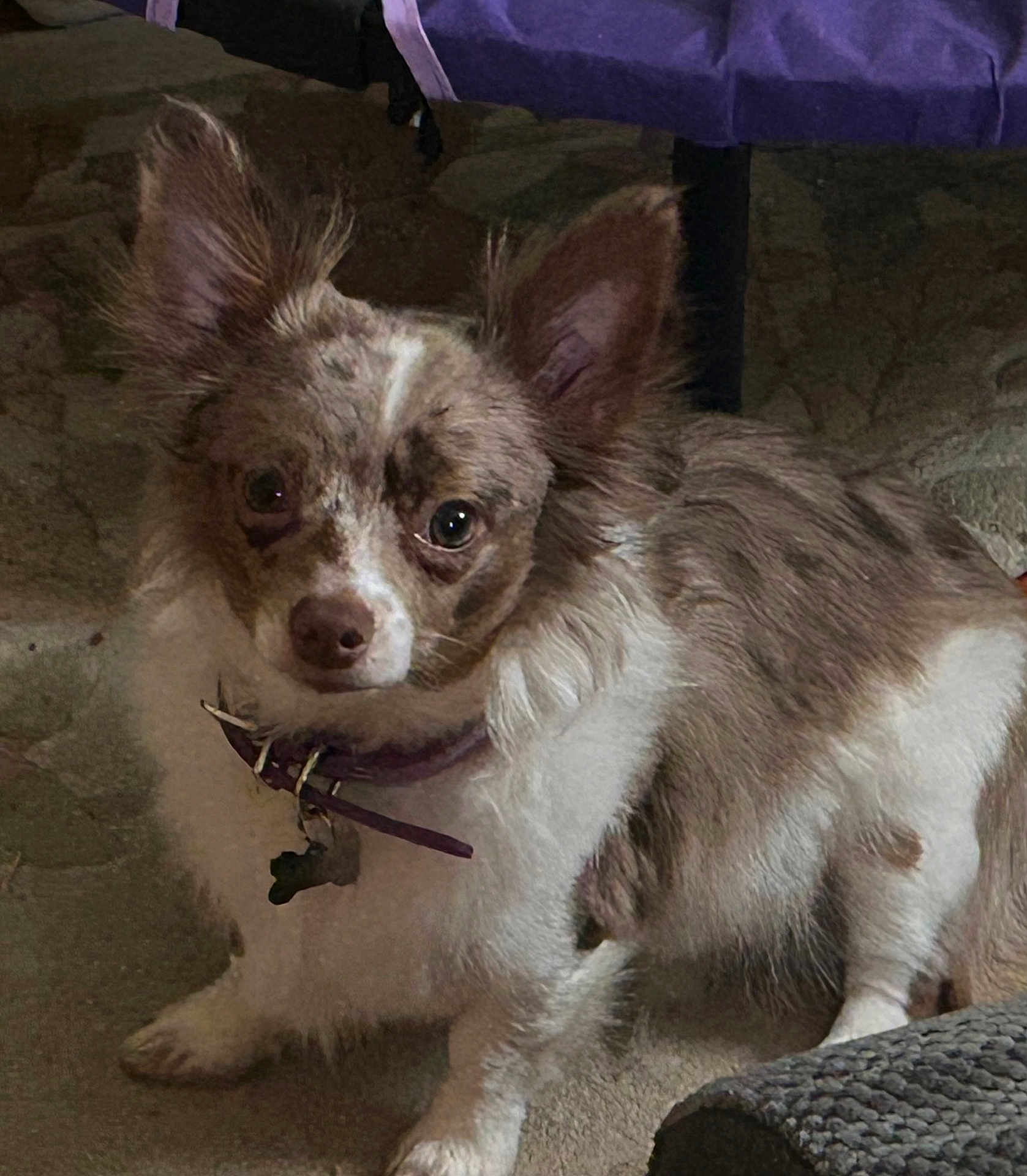 Galileo is registered to the contest to win money with this photo: animal, brown_and_white, carpet, collar, companion, curious, cute, dog, dog_tag, domestic_animal, ears_up, fluffy, fur, household, indoor, looking_at_camera, mottled_coat, pet, small_dog, standing