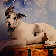 Vaya participe au concours pour gagner de l'argent avec cette photo : dog, animal, pet, white, black_spots, lying_down, wooden_chest, blue_background, snowflakes, portrait, collar, chain, ears_up, fur, cute, domestic_animal, indoor, resting, looking_at_camera, calm