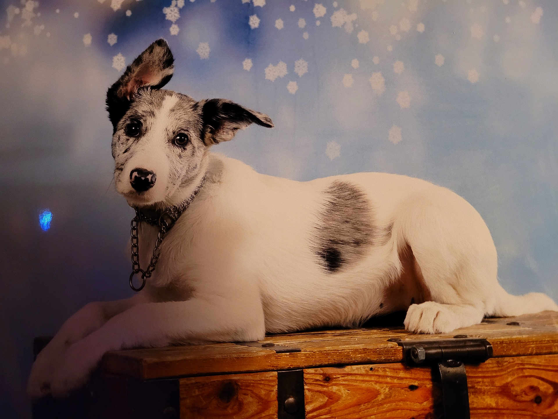 Vaya participe au concours pour gagner de l'argent avec cette photo : dog, animal, pet, white, black_spots, lying_down, wooden_chest, blue_background, snowflakes, portrait, collar, chain, ears_up, fur, cute, domestic_animal, indoor, resting, looking_at_camera, calm