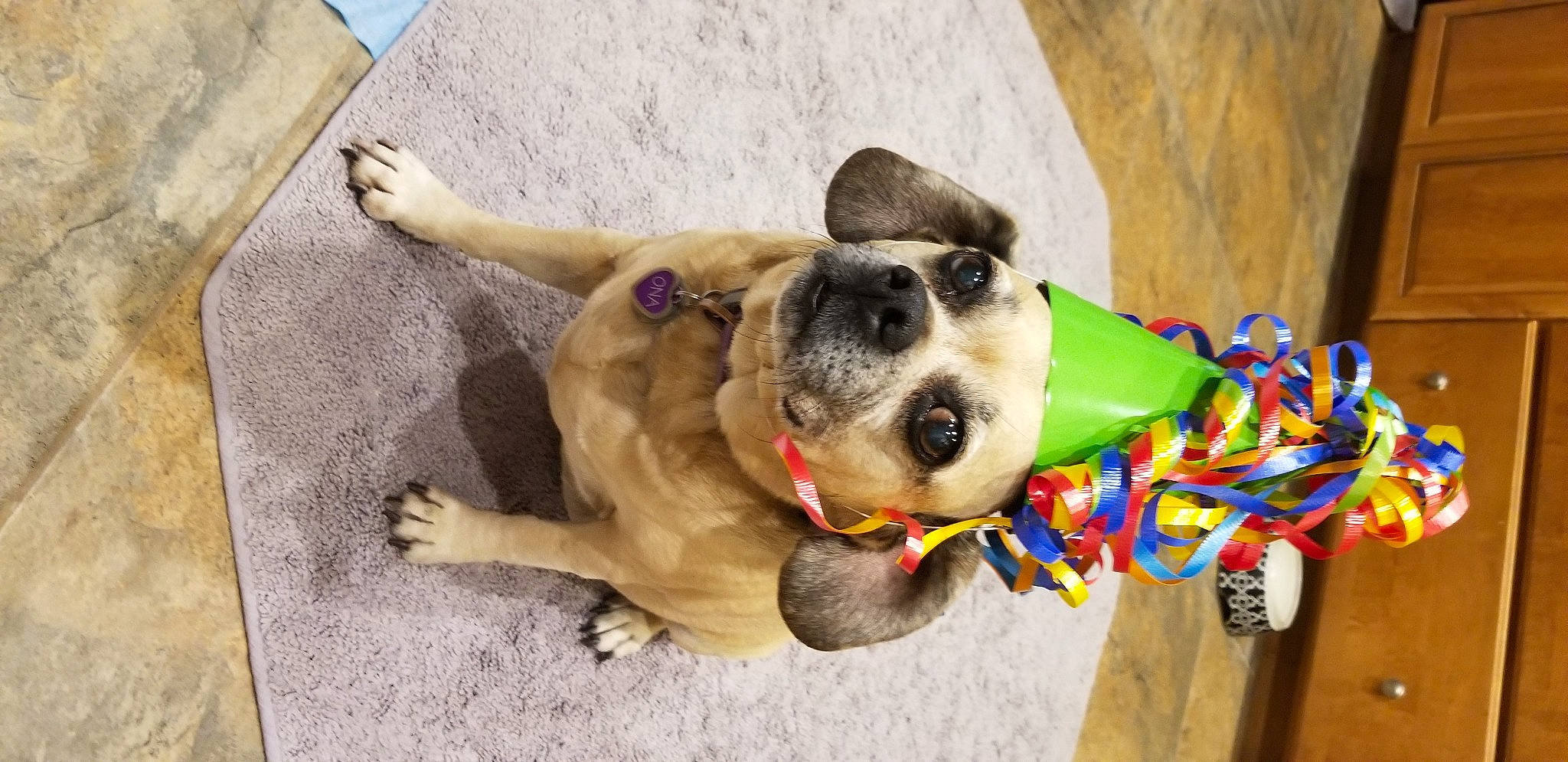 Ona is registered to the contest to win money with this photo: canidae, carnivore, collar, companion_dog, dog, dog_breed, dog_clothes, dog_collar, dog_supply, fawn, fur, leash, paw, pet_supply, puppy, snout, sporting_group, working_animal, working_dog, wrinkle