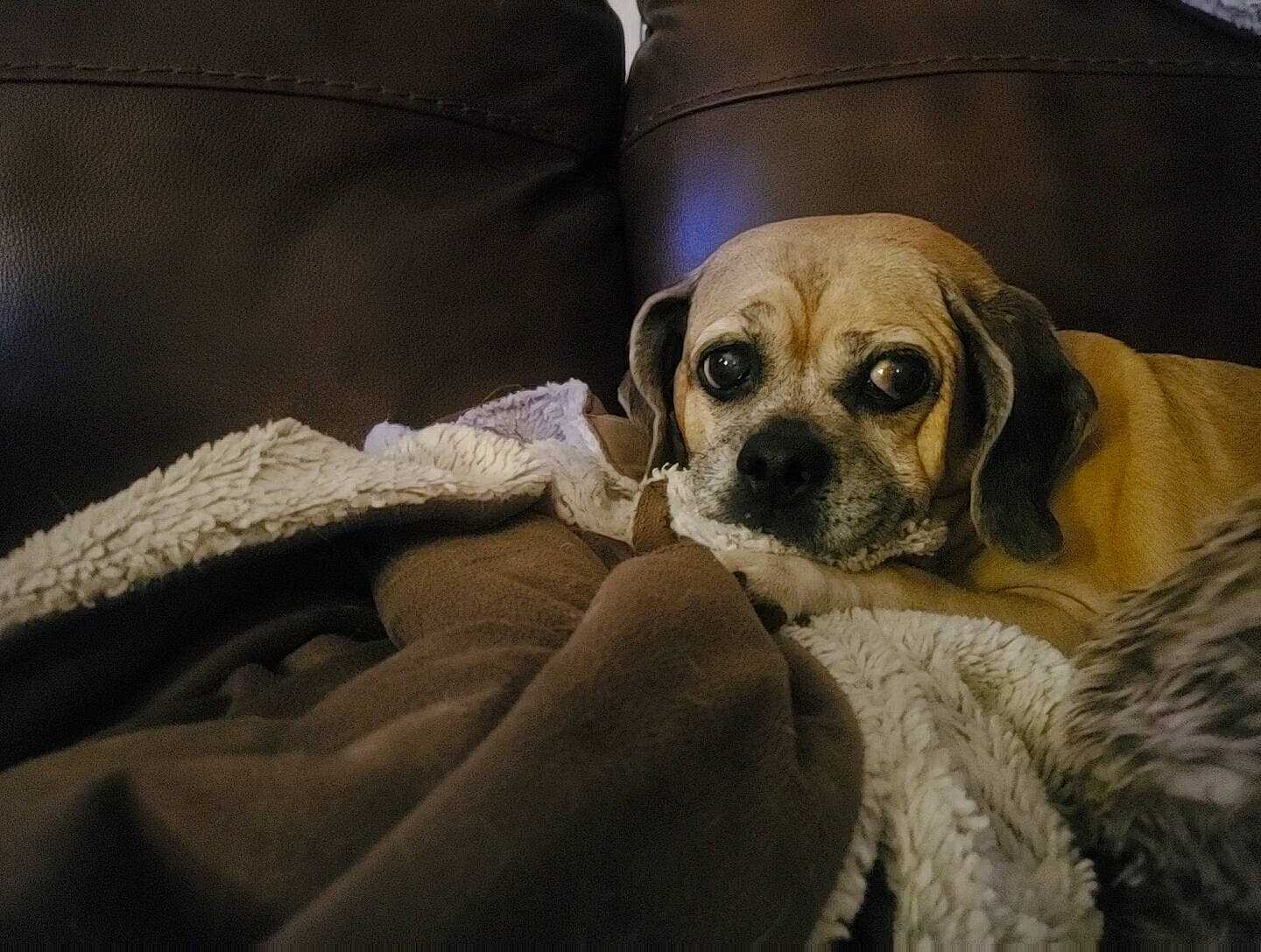 Ona joined the competition — help win amazing prizes! bedding, bored, canidae, carnivore, comfort, companion_dog, corgi_chihuahua, dog, dog_breed, dog_supply, fawn, fur, linens, non_sporting_group, snout, sporting_group, terrestrial_animal, toy_dog, whiskers, working_animal