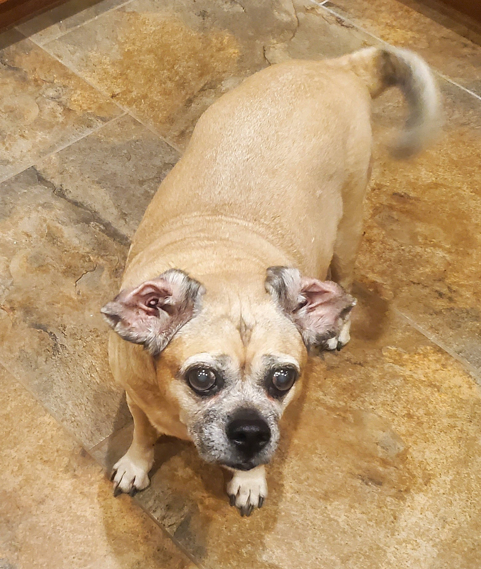 Ona is registered to the contest to win money with this photo: ancient_dog_breeds, canidae, carnivore, companion_dog, dog, dog_breed, dog_collar, dog_supply, fawn, non_sporting_group, paw, pet_supply, snout, sporting_group, terrestrial_animal, toy_dog, whiskers, working_animal, working_dog, wrinkle