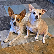 Bowie joined the competition — help win amazing prizes! alert, animal, blue_eyes, brown, canine, carpet, companions, curious, cute, dog, domestic_animals, ears, floor, fur, indoor, lying_down, pets, sitting, two_dogs, white