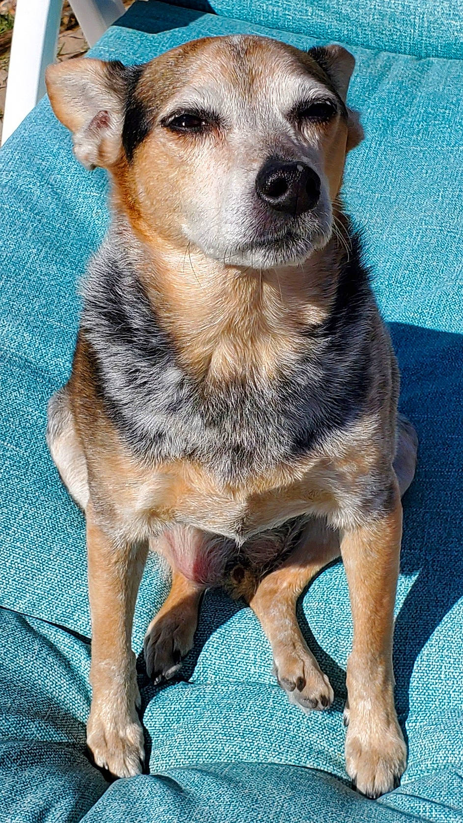 Ike joined the competition — help win amazing prizes! ancient_dog_breeds, australian_cattle_dog, canidae, carnivore, collar, companion_dog, dog, dog_breed, dog_supply, fawn, fur, pet_supply, puppy, snout, sporting_group, terrestrial_animal, whiskers, working_animal, working_dog