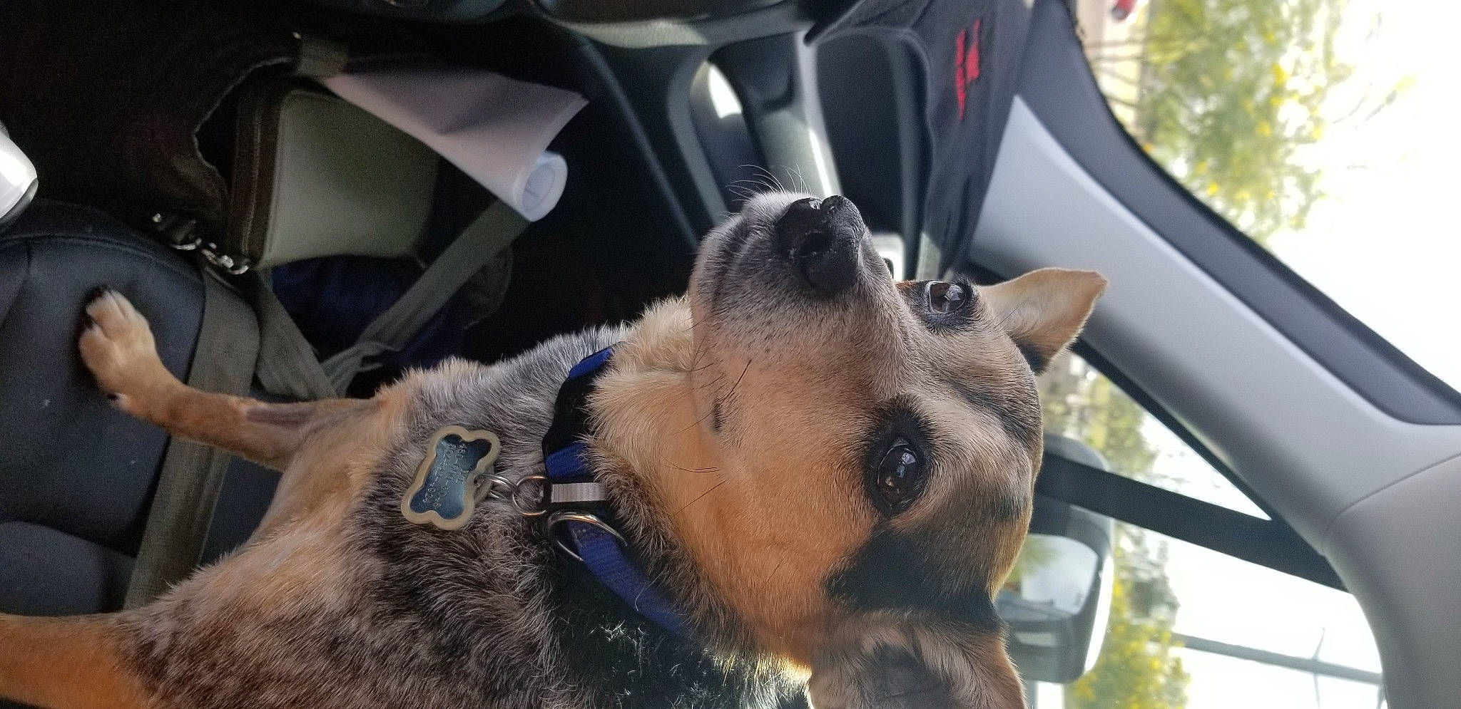 Ike joined the competition — help win amazing prizes! auto_part, automotive_exterior, car_seat, car_seat_cover, carnivore, collar, companion_dog, dog, dog_breed, fawn, fur, mammal, motor_vehicle, personal_luxury_car, snout, terrestrial_animal, tree, vehicle_door, vertebrate, whiskers