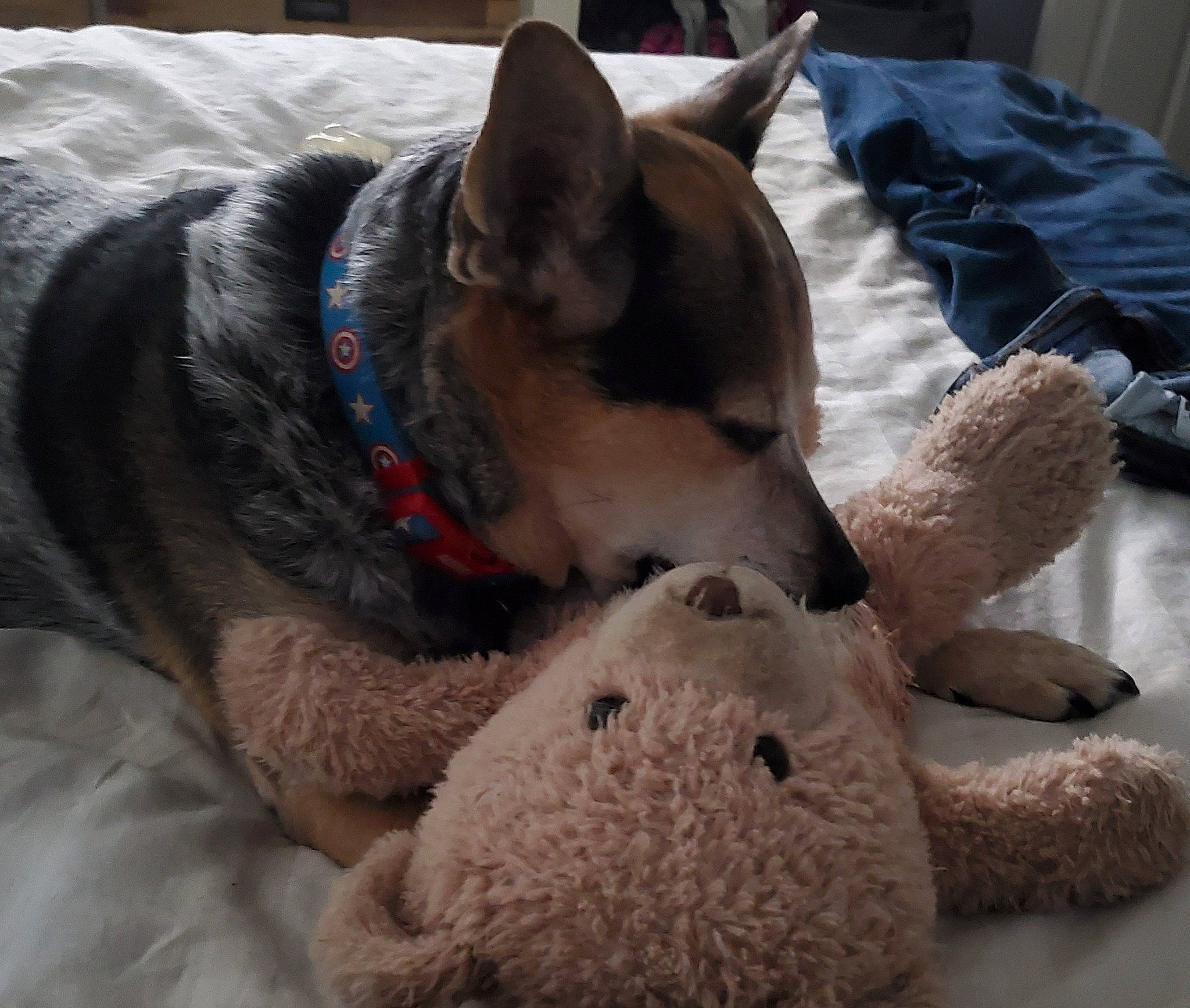 Ike is registered to the contest to win money with this photo: canidae, carnivore, collar, comfort, companion_dog, dog, dog_bed, dog_breed, dog_supply, fawn, foot, fur, linens, non_sporting_group, paw, pet_supply, snout, sporting_group, whiskers, working_animal