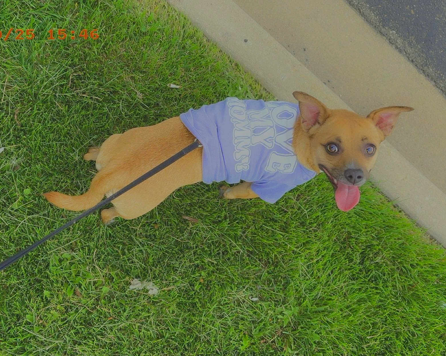 Mindy joined the competition — help win amazing prizes! dog, grass, sidewalk, leash, purple_shirt, pet, outdoor, tongue_out, small_dog, happy, canine, ears_up, walking, summer, green_grass, cute, animal, playful, daytime, looking_up