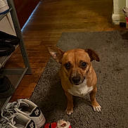 Mindy joined the competition — help win amazing prizes! dog, brown_dog, pet, indoor, floor, rug, shoes, sneakers, toy, plush_toy, santa_claus_toy, wooden_floor, shoe_rack, curious, looking_up, ears, small_dog, home, cozy, animal