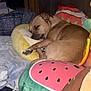 Mindy is registered to the contest to win money with this photo: dog, sleeping, bedroom, pillow, cushion, watermelon, banana, blanket, indoor, relaxing, cute, pet, fur, cozy, rest, brown_dog, stuffed_toys, soft, home, nap