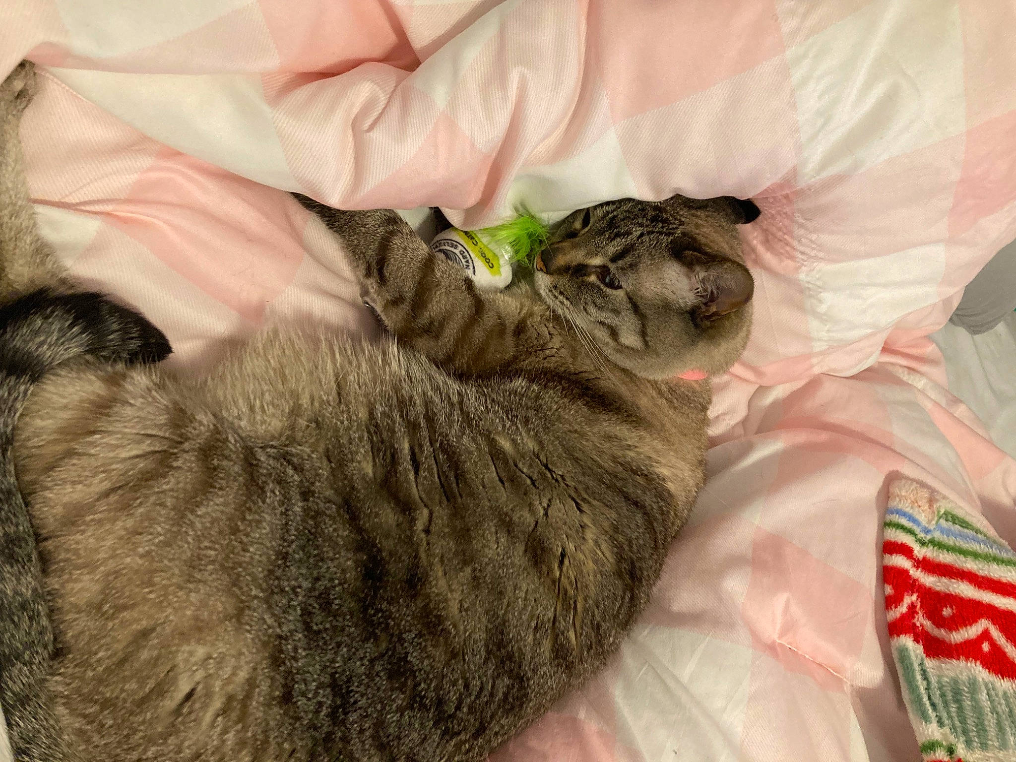 Kitten joined the competition — help win amazing prizes! carnivore, cat, claw, comfort, domestic_short_haired_cat, fawn, felidae, fur, gesture, mammal, paw, small_to_medium_sized_cats, tail, vertebrate, whiskers