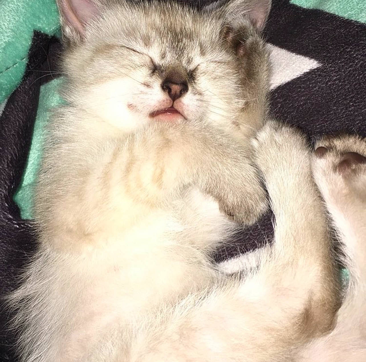 Kitten is registered to the contest to win money with this photo: carnivore, cat, claw, comfort, domestic_short_haired_cat, felidae, fur, nap, paw, small_to_medium_sized_cats, snout, whiskers, window