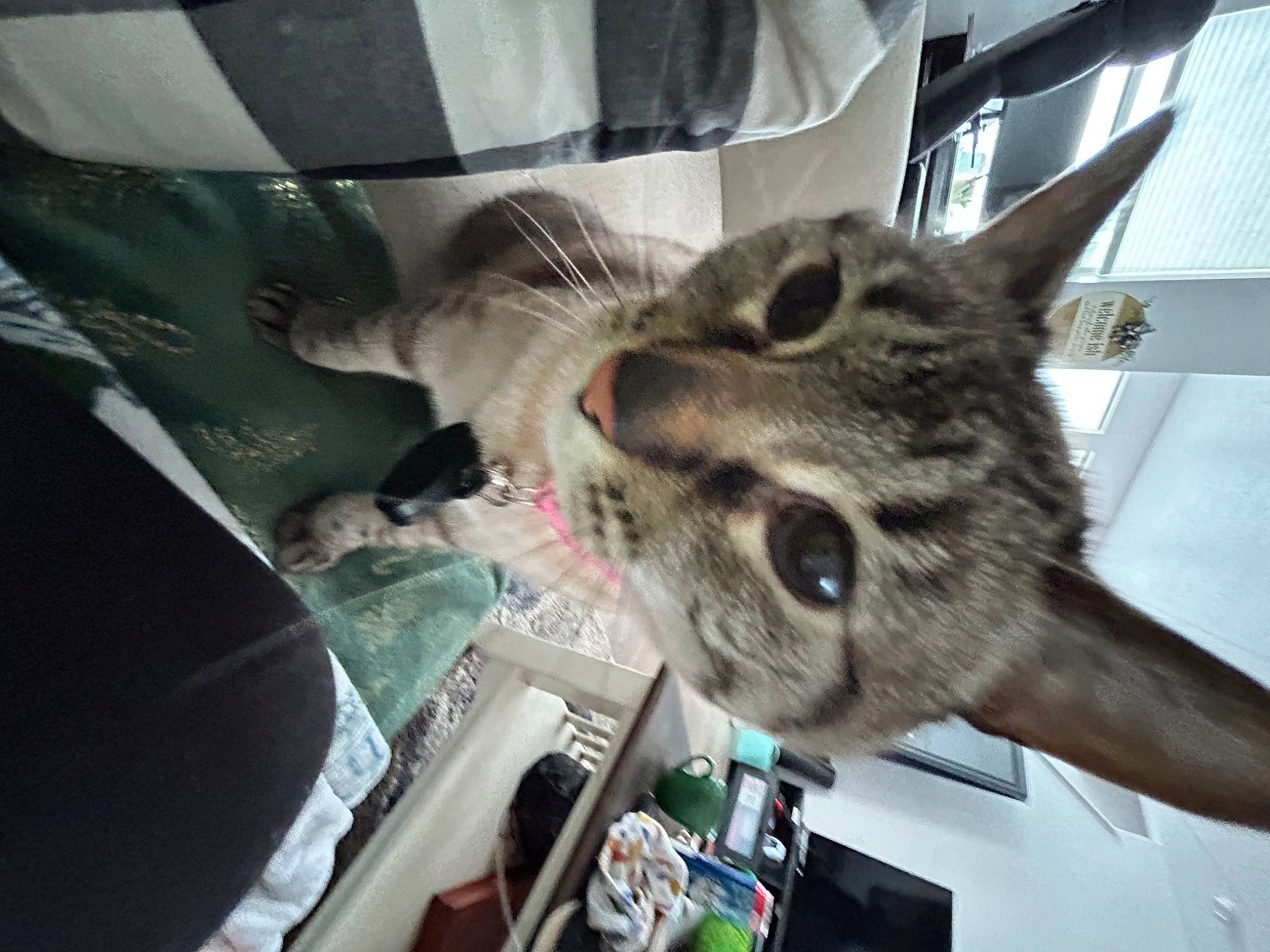 Kitten is registered to the contest to win money with this photo: carnivore, cat, claw, comfort, domestic_short_haired_cat, ear, felidae, fur, jaw, nap, paw, selfie, small_to_medium_sized_cats, snout, tail, whiskers