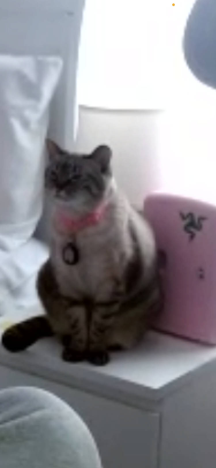 Kitten joined the competition — help win amazing prizes! carnivore, cat, comfort, domestic_short_haired_cat, felidae, fur, grey, paw, serveware, small_to_medium_sized_cats, snout, tail, whiskers