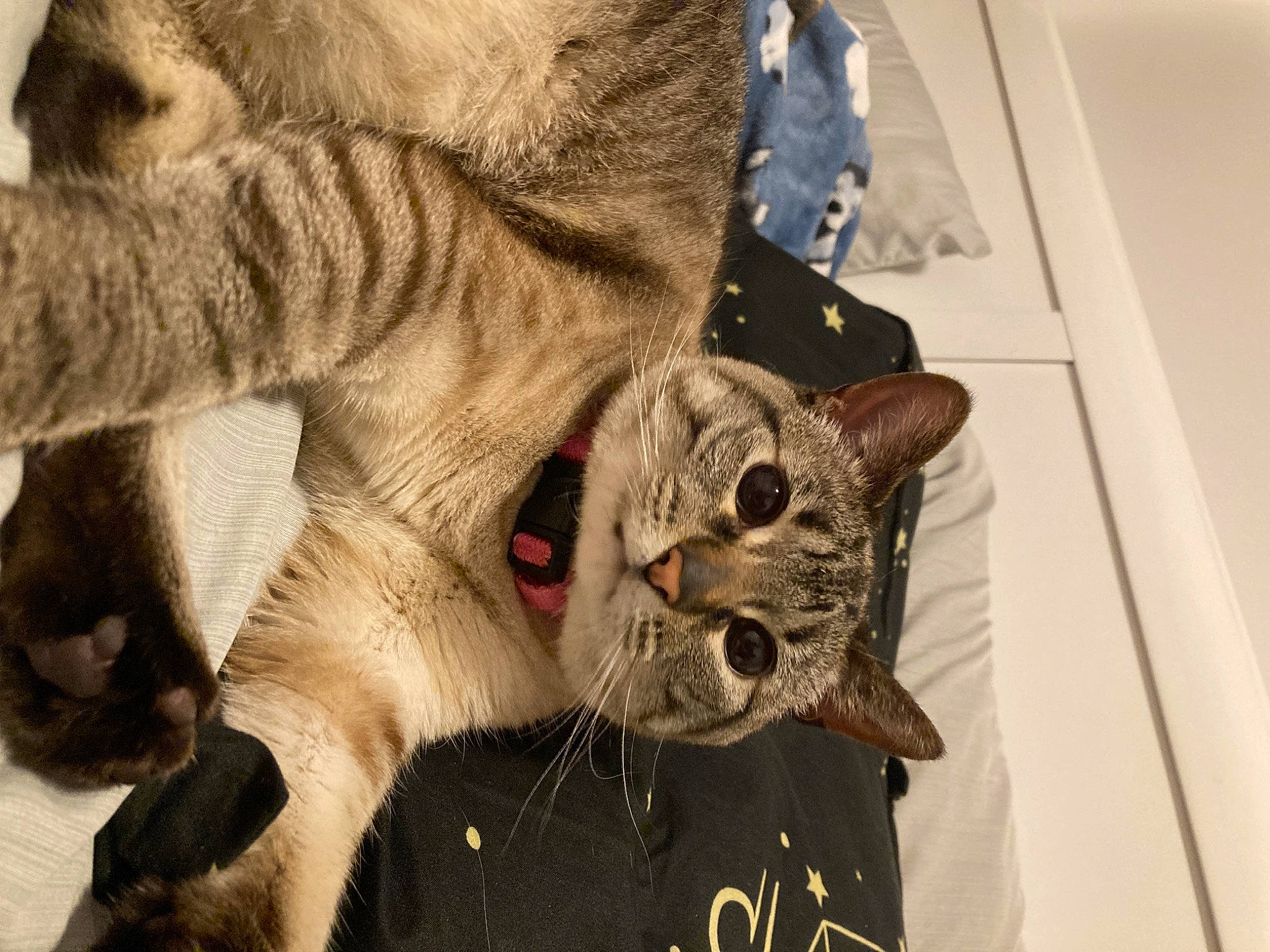 Kitten is registered to the contest to win money with this photo: carnivore, cat, claw, collar, domestic_short_haired_cat, ear, fang, fawn, felidae, fur, paw, small_to_medium_sized_cats, snout, tail, terrestrial_animal, whiskers, wildlife