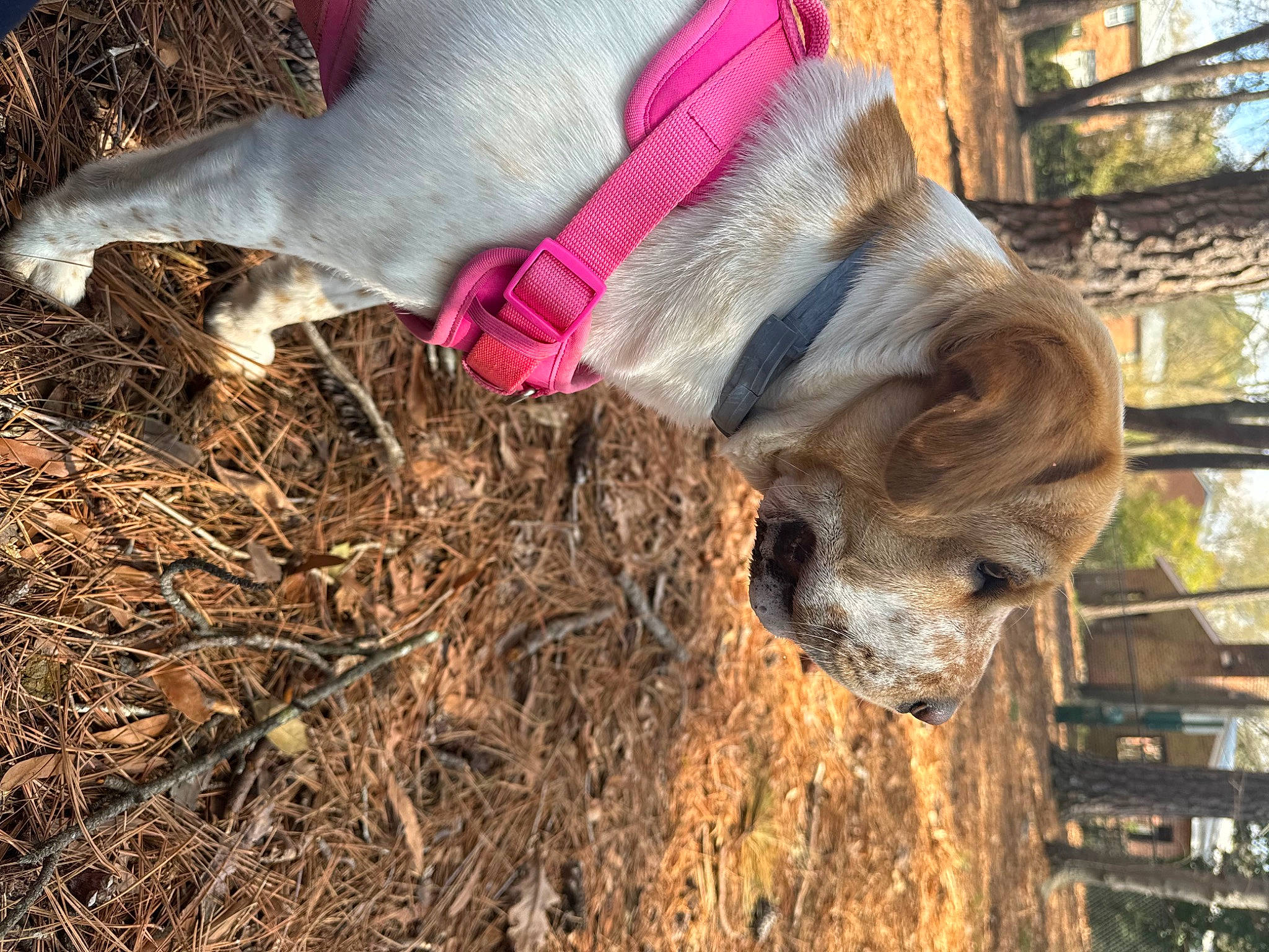 Shelby joined the competition — help win amazing prizes! canidae, companion_dog, dog_breed, fawn, fur, grass, livestock, mammal, natural_material, plant, snout, soil, sporting_group, tail, terrestrial_animal, tree, vertebrate, wood, working_animal, wrinkle