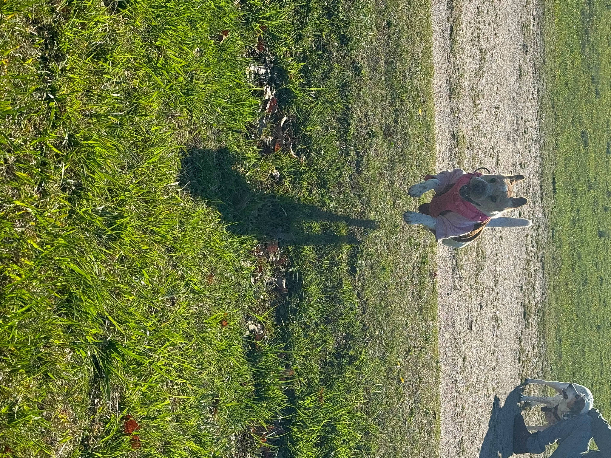 Shelby is registered to the contest to win money with this photo: biome, field, grass, grass_family, grassland, green, groundcover, landscape, lawn, leisure, meadow, people_in_nature, plant, recreation, shadow, shrub, slope, soil, tree, woody_plant