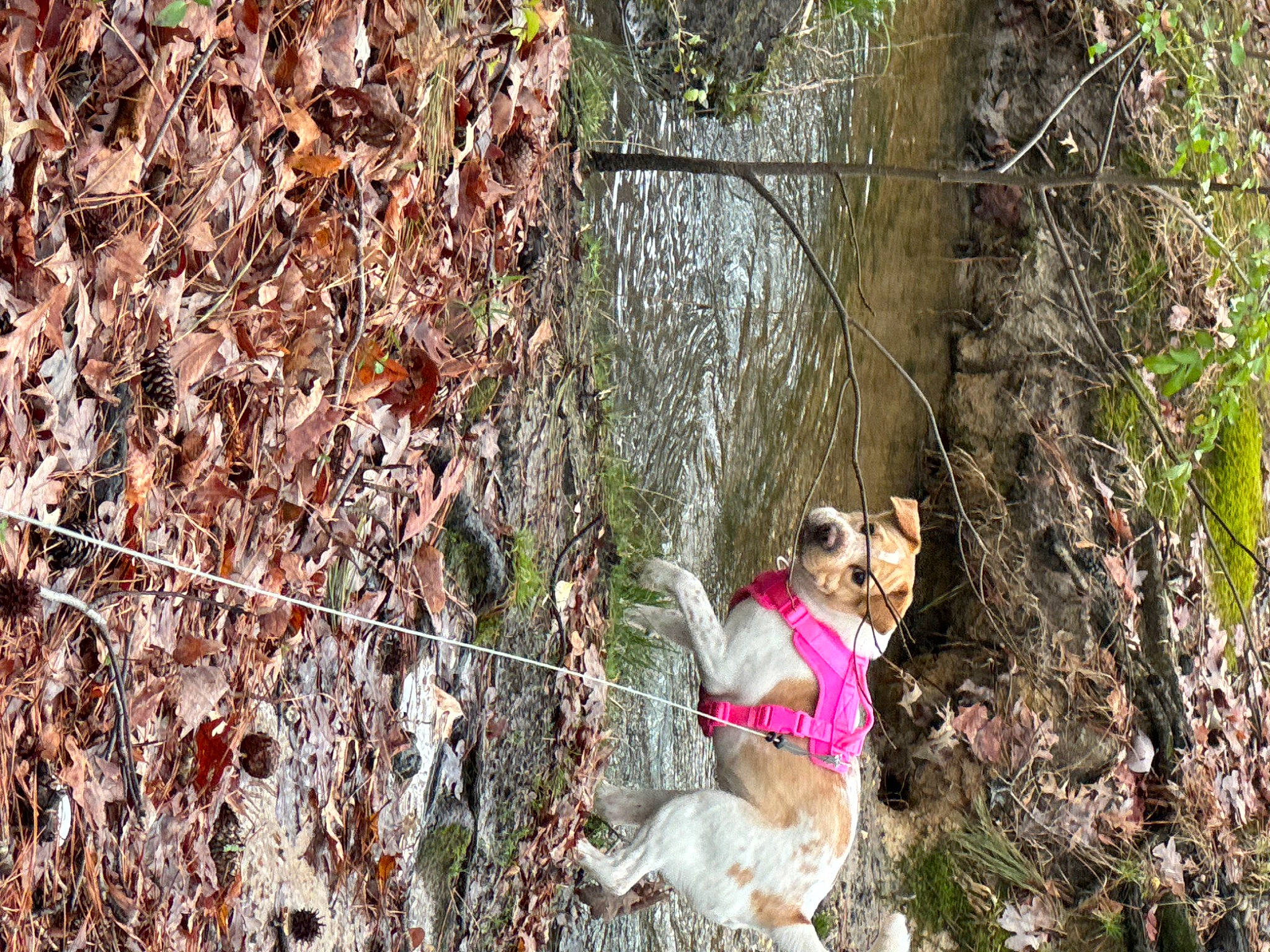 Shelby is registered to the contest to win money with this photo: adventure, carnivore, companion_dog, dog, fawn, forest, fun, grass, leisure, plant, recreation, sporting_group, toy, tree, trunk, twig, water, wood, woodland, woody_plant