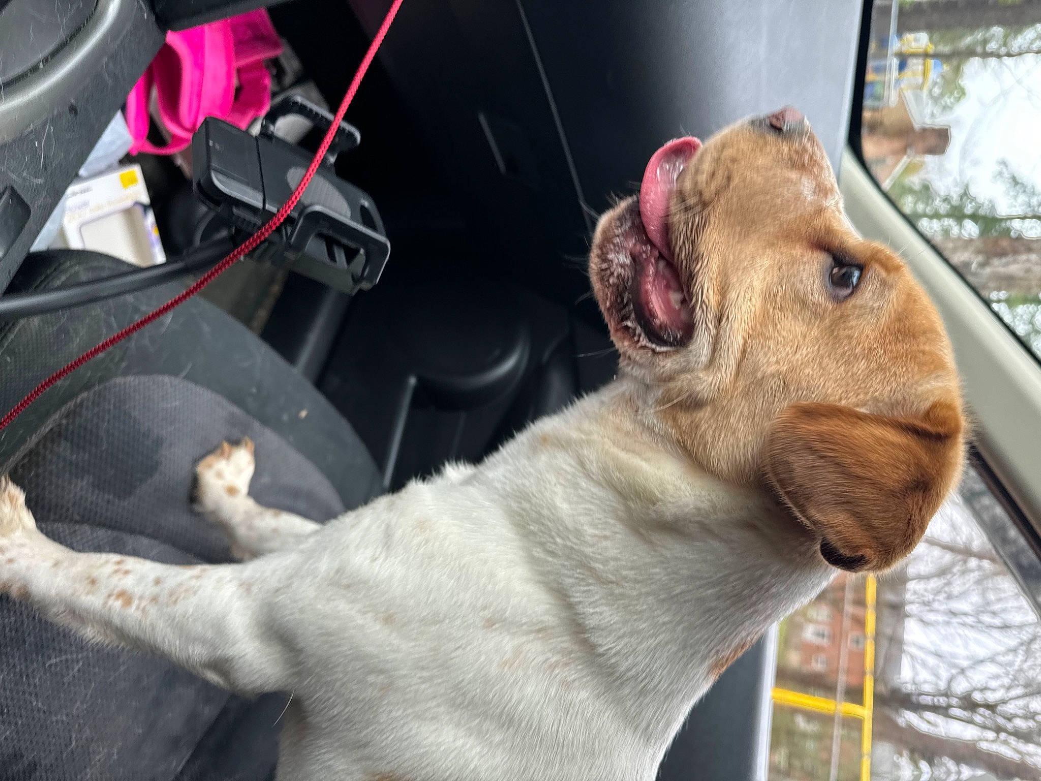 Shelby is registered to the contest to win money with this photo: animal_shelter, carnivore, collar, companion_dog, dog_breed, ear, fang, fawn, fur, goat, liver, livestock, mammal, snout, suidae, tail, terrestrial_animal, vertebrate, whiskers, working_animal