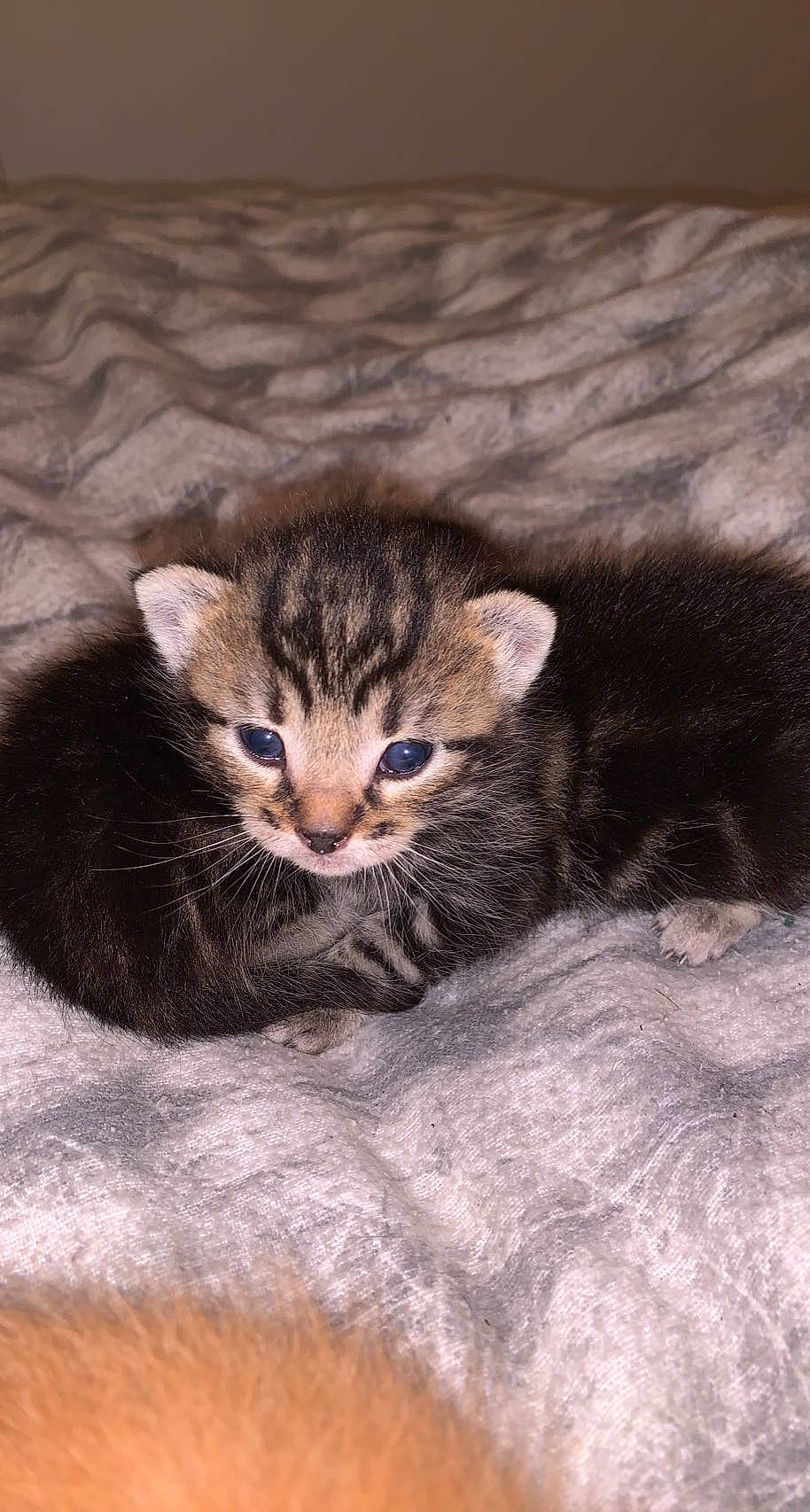 Rubie participe au concours pour gagner de l'argent avec cette photo : carnivore, cat, claw, comfort, domestic_short_haired_cat, fawn, felidae, fur, paw, sitting, small_to_medium_sized_cats, snout, tail, terrestrial_animal, whiskers, window