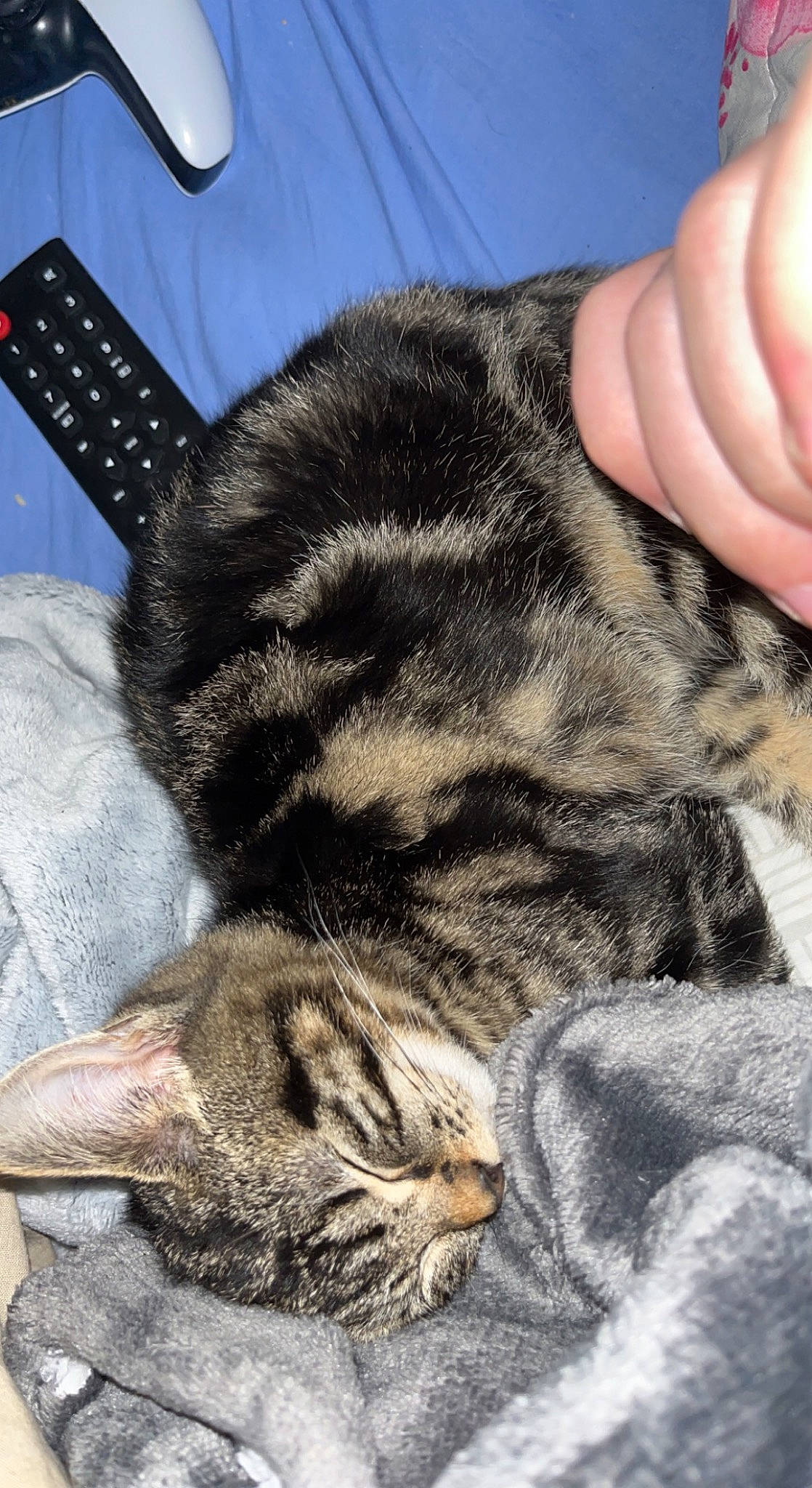 Rubie a rejoint le concours — aidez-le/la à gagner de superbes lots ! carnivore, cat, claw, comfort, domestic_short_haired_cat, ear, felidae, foot, fur, gesture, guitar, nail, nap, paw, sleep, small_to_medium_sized_cats, snout, tail, terrestrial_animal, whiskers