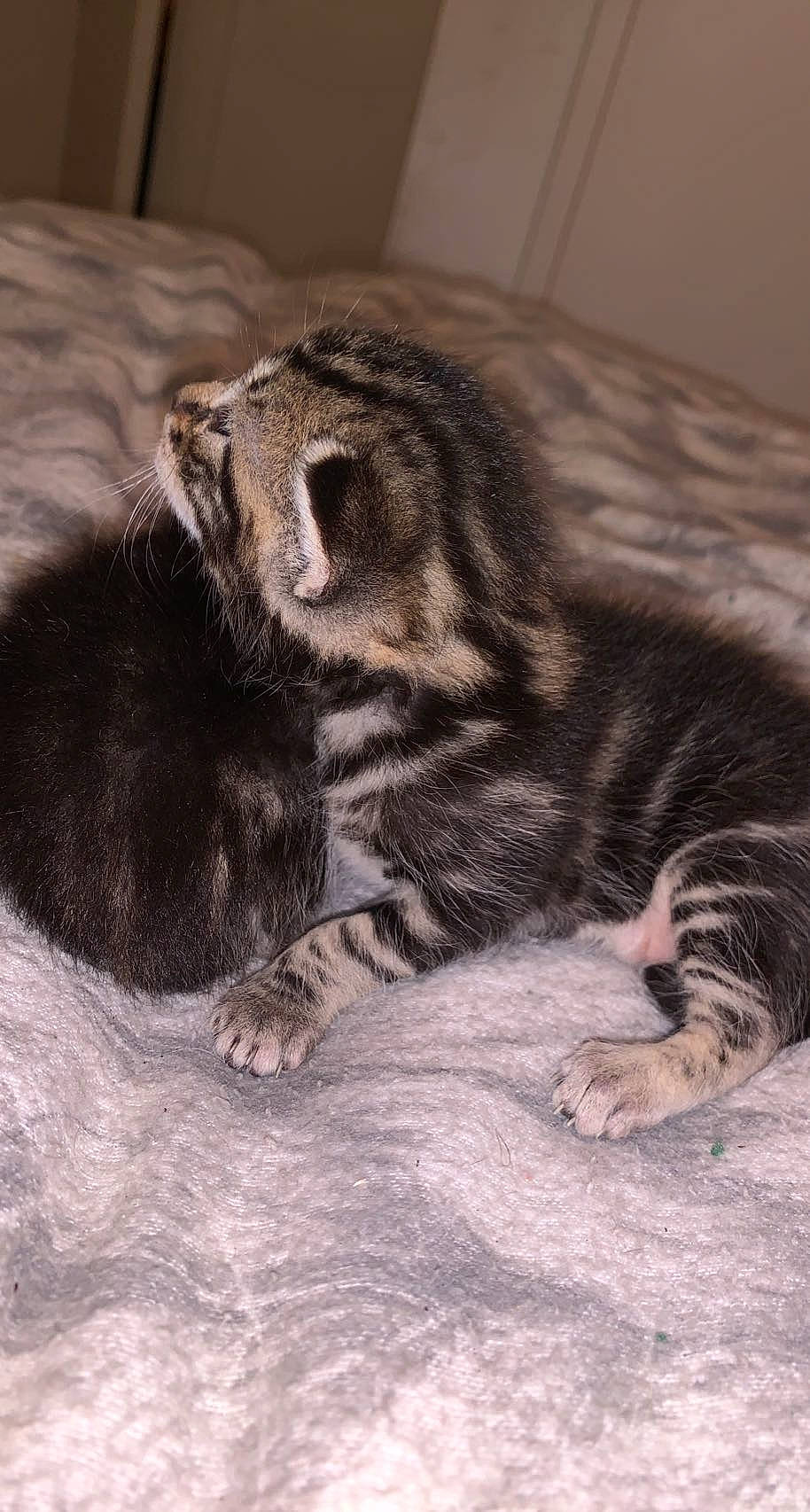 Rubie participe au concours pour gagner de l'argent avec cette photo : big_cats, carnivore, cat, claw, close_up, comfort, dog_breed, domestic_short_haired_cat, fawn, felidae, foot, fur, grey, nap, paw, small_to_medium_sized_cats, snout, terrestrial_animal, whiskers, wildlife