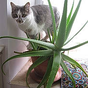 Gribouille a rejoint le concours — aidez-le/la à gagner de superbes lots ! aloe_vera, cat, colorful, curious, cushion, date_stamp, feline, gray_cat, home, indoor, leaf, light, nature, plant, pot, potted_plant, texture, white_cat, window, windowsill