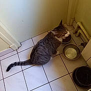 Simba participe au concours pour gagner de l'argent avec cette photo : cat, tabby, indoor, floor, tiles, food_bowl, water_bowl, door, pipes, plant_pot, pet, animal, feline, sitting, meowing, corner, household, domestic, gray, white