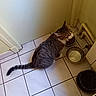 cat, tabby, indoor, floor, tiles, food_bowl, water_bowl, door, pipes, plant_pot, pet, animal, feline, sitting, meowing, corner, household, domestic, gray, white
