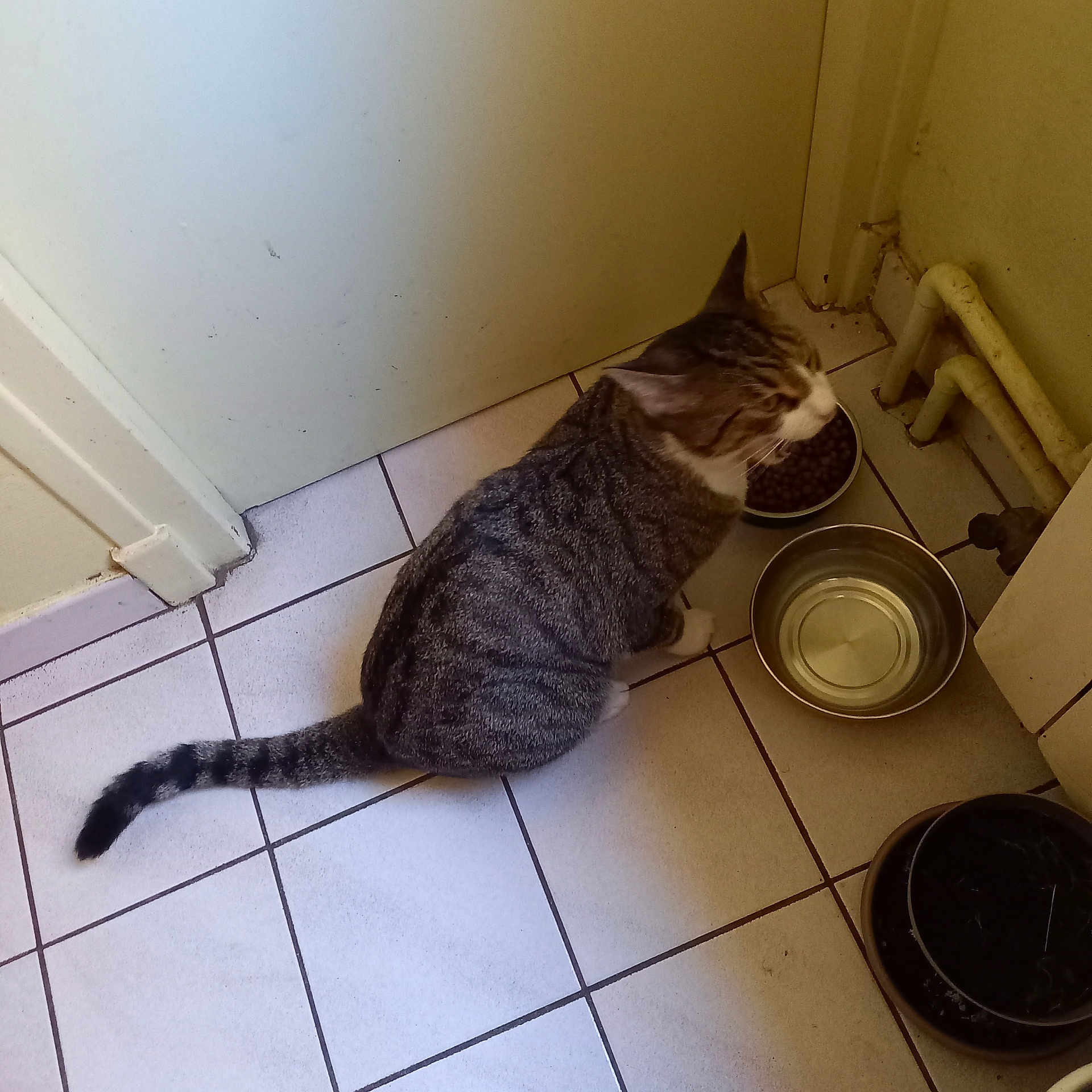 Simba participe au concours pour gagner de l'argent avec cette photo : cat, tabby, indoor, floor, tiles, food_bowl, water_bowl, door, pipes, plant_pot, pet, animal, feline, sitting, meowing, corner, household, domestic, gray, white