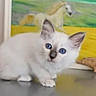 kitten, cat, blue_eyes, indoor, table, painting, horse, curious, fluffy, white_cat, pet, animal, young_cat, fur, small, cute, domestic_animal, portrait, playful, background