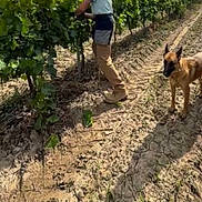 Nala participe au concours pour gagner de l'argent avec cette photo : person, dog, vineyard, plants, dirt, soil, boots, greenery, outdoor, farm, agriculture, working, field, sunlight, canine, animal, nature, summer, rural, standing