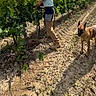 person, dog, vineyard, plants, dirt, soil, boots, greenery, outdoor, farm, agriculture, working, field, sunlight, canine, animal, nature, summer, rural, standing
