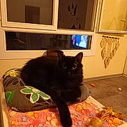 Luca a rejoint le concours — aidez-le/la à gagner de superbes lots ! animal, black_cat, blanket, cat, cozy, cushion, decor, feathers, feline, floor, home, indoor, pet, reflection, resting, television, toy, wall_hanging, window, yellow_eyes